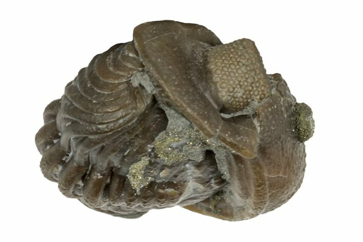 Wide, Folded Eldredgeops Trilobite Fossil - Ohio #188911
